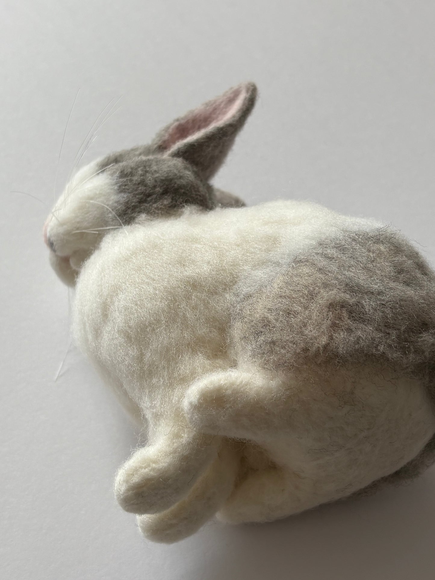 Exotic pets Miniatures