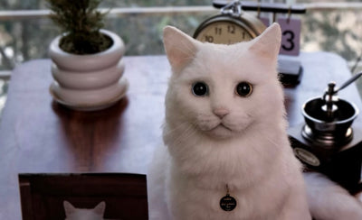 Stargazer in Moonlight