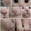 Customized Pet portrait over 30cm