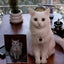 Customized Pet portrait over 30cm