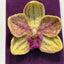 Wool-Painted Portraits (Flower-palm）