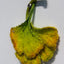 Wool-Painted Portraits (Flower-palm）