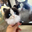 Customized Pet Pin