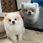 Pets Full Body Figurine 15cm-18cm