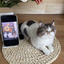 Pets Full Body Figurine over 20cm