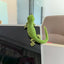 Exotic pets Miniatures