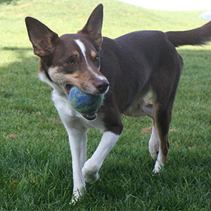3-Pack 100% Wool Pets Felt Balls Needle Felting Dryer Balls
