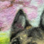Wool-Painted Portraits