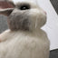 Exotic pets Miniatures