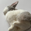 Exotic pets Miniatures