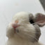 Exotic pets Miniatures