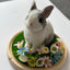 Exotic pets Miniatures