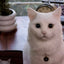 Pets Full Body Figurine 20-25 cm