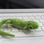Exotic pets Miniatures